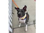 Adopt CALI a Merle American Pit Bull Terrier / Mixed Breed (Medium) / Mixed