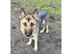 Adopt Cullen a Black - with Tan, Yellow or Fawn German Shepherd Dog / Mixed dog