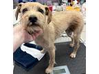 Adopt Columbo a Red/Golden/Orange/Chestnut Jack Russell Terrier / Miniature