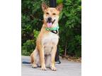 Adopt Hachi a Tan/Yellow/Fawn - with White Labrador Retriever / Shiba Inu /