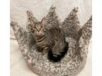 Adopt Apple, Peach, Ruby a Brown Tabby Domestic Shorthair (short coat) cat in