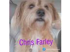 Adopt Farley a Tan/Yellow/Fawn Terrier (Unknown Type, Small) / Mixed dog in