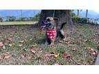 Adopt Didi (Taiwan FMD mixed) a Brindle Shepherd (Unknown Type) / Retriever