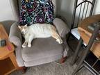 Adopt Akorn a Orange or Red (Mostly) Domestic Shorthair (short coat) cat in