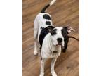 Adopt Valentine a White - with Black Pit Bull Terrier / Mixed dog in Lake