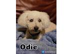 Adopt Odie a White Bichon Frise / Mixed dog in Lowell, IN (41034083)