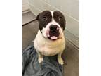 Adopt Cletus a Black American Pit Bull Terrier / Mixed Breed (Medium) / Mixed