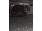 Adopt Pixie a Brown Tabby Domestic Shorthair / Mixed Breed (Medium) / Mixed
