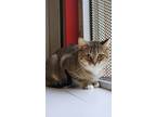 Adopt Big Daddy a Brown Tabby Domestic Shorthair / Mixed Breed (Medium) / Mixed