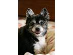Adopt Charlie {COMING SOON} a Gray/Blue/Silver/Salt & Pepper Pomeranian / Mixed