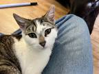 Adopt Tiny a Tan or Fawn Tabby American Shorthair (short coat) cat in Eureka