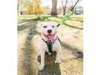 Adopt Spot (in foster) a White - with Black American Staffordshire Terrier /