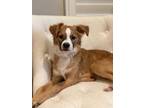 Adopt Oliver a Red/Golden/Orange/Chestnut - with White Jack Russell Terrier /