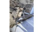 Adopt Klaus a Gray/Blue/Silver/Salt & Pepper American Pit Bull Terrier / Mixed
