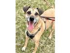 Adopt Acheron a Brown/Chocolate Mixed Breed (Small) / Mixed Breed (Medium) /
