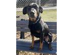 Adopt Debbie a Black Doberman Pinscher / Mixed Breed (Medium) / Mixed (short