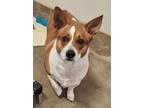 Adopt Bobo a Brindle Welsh Terrier / Mixed Breed (Medium) / Mixed (short coat)