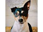 Adopt Bilbo (FL) a Tricolor (Tan/Brown & Black & White) Rat Terrier / Mixed dog