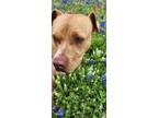 Adopt Tigger a Tan/Yellow/Fawn - with Black American Staffordshire Terrier /
