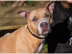 Adopt Baby Vito a Tan/Yellow/Fawn Mixed Breed (Small) / Mixed Breed (Medium) /