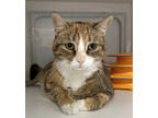 Adopt Holly a Brown Tabby Domestic Shorthair / Mixed Breed (Medium) / Mixed