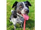 Adopt Baxter a Gray/Blue/Silver/Salt & Pepper Border Collie / Cattle Dog / Mixed