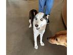 Adopt Ruthie Skittles 58079 a White - with Black Husky / Mixed dog in Pampa