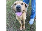 Adopt Norman a Tan/Yellow/Fawn Shar Pei / Mixed Breed (Medium) / Mixed (short