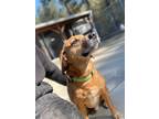 Adopt Toby a Brown/Chocolate - with Black Hound (Unknown Type) / Beagle / Mixed