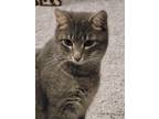 Adopt Kit Kat a Gray, Blue or Silver Tabby Domestic Shorthair (short coat) cat