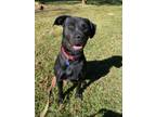 Adopt Duke a Black Labrador Retriever / Pit Bull Terrier / Mixed dog in Burgaw