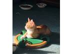 Adopt Jack a Orange or Red Tabby Domestic Shorthair (short coat) cat in Marion