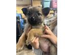 Adopt Sandra Dee a Tan/Yellow/Fawn - with Black Husky / Mixed Breed (Medium) dog
