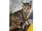 Adopt Kiki a Gray, Blue or Silver Tabby Domestic Shorthair (short coat) cat in