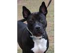 Adopt Kiya a Black Staffordshire Bull Terrier dog in Gillsville, GA (40413485)
