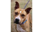 Adopt Kitty a Tan/Yellow/Fawn - with White Staffordshire Bull Terrier / Mixed