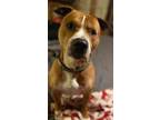 Adopt Link a Red/Golden/Orange/Chestnut - with White Pit Bull Terrier / Mixed