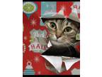 Adopt Dinky a Gray, Blue or Silver Tabby Domestic Shorthair (short coat) cat in