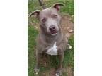 Adopt T (Teddy Bear) a Gray/Blue/Silver/Salt & Pepper Staffordshire Bull Terrier