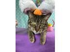 Adopt Carhart a Brown Tabby Domestic Shorthair / Mixed Breed (Medium) / Mixed
