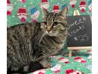 Adopt Minnie a Brown Tabby Domestic Shorthair / Mixed Breed (Medium) / Mixed