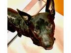 Adopt Tiny Tim 56448 a Black - with White Australian Kelpie / American Pit Bull