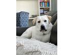 Adopt Otto a White Great Pyrenees / Mixed dog in Oak Bluffs, MA (41060906)