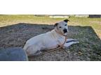 Adopt Hayden a White Mixed Breed (Small) / Mixed Breed (Medium) / Mixed (short