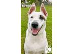 Adopt Grayson a Catahoula Leopard Dog / Australian Shepherd / Mixed dog in