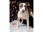 Adopt Oliver a Terrier (Unknown Type, Small) / Mixed dog in Hardeeville
