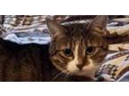 Adopt Pietra a Gray, Blue or Silver Tabby Domestic Shorthair (short coat) cat in