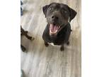 Adopt Elvis a Mixed Breed (Medium) dog in Mandan, ND (41060463)