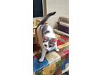 Adopt TINKLERBELL a White Domestic Shorthair (short coat) cat in Winston Salem