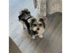 Adopt Tina a Havanese / Lhasa Apso / Mixed dog in Plantation, FL (39972092)